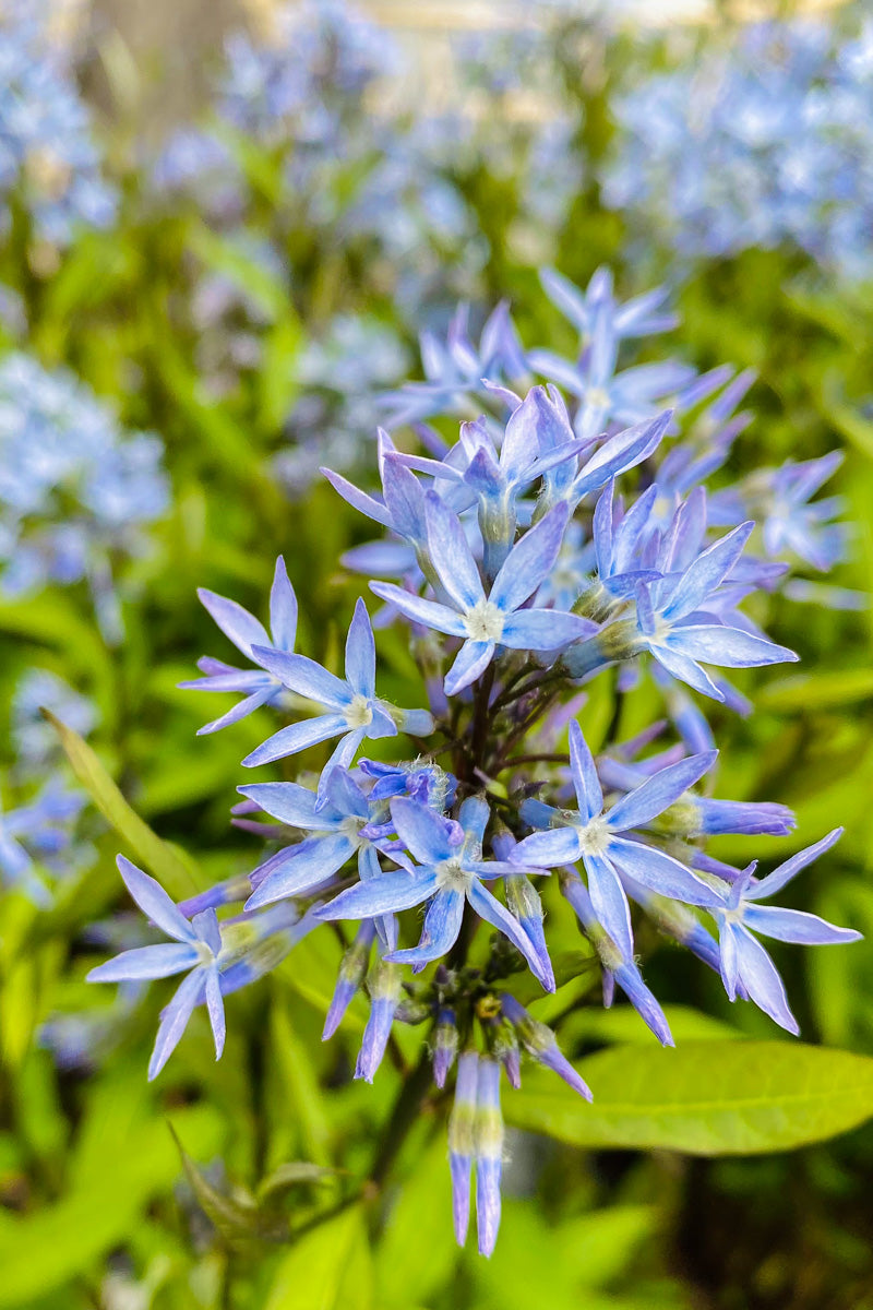 Amsonia, Stormcloud