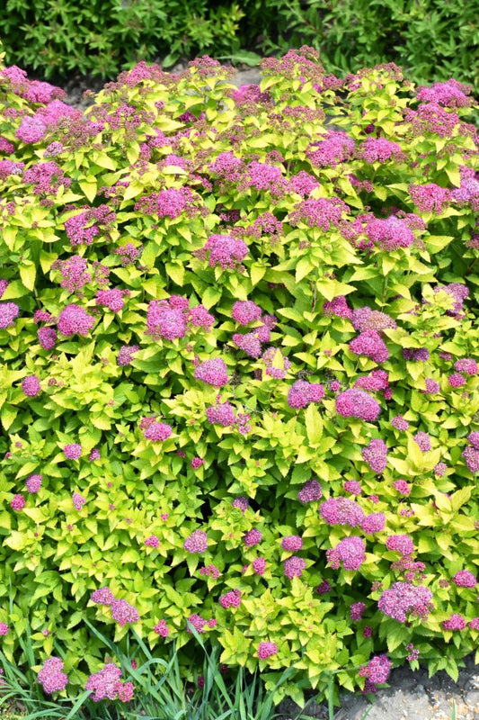 Spirea, Double Play Gold