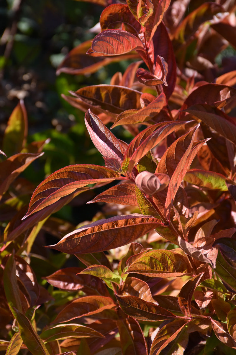 Weigela, Wings Of Fire