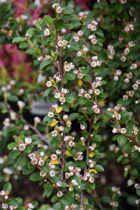 Cotoneaster Autumn Inferno