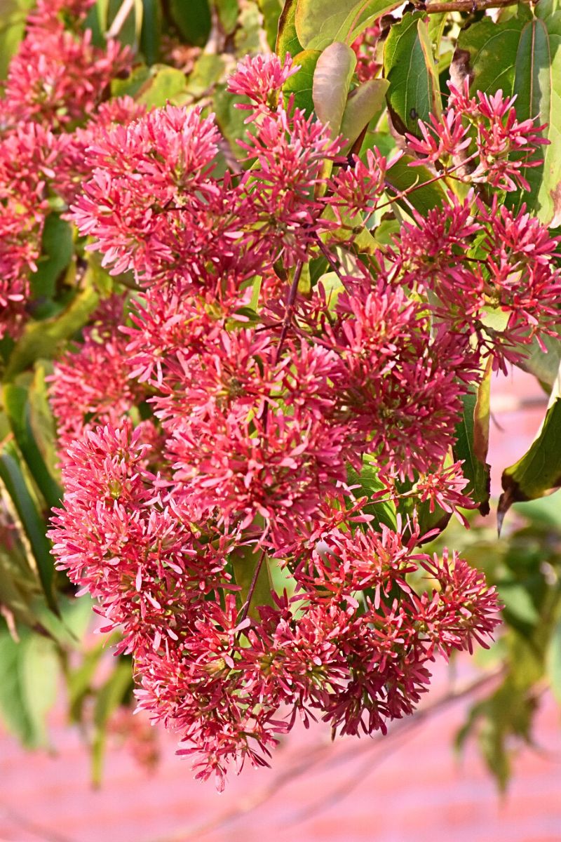 Seven Sons Flower
