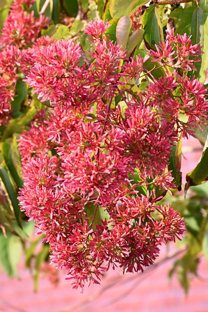 Seven Sons Flower