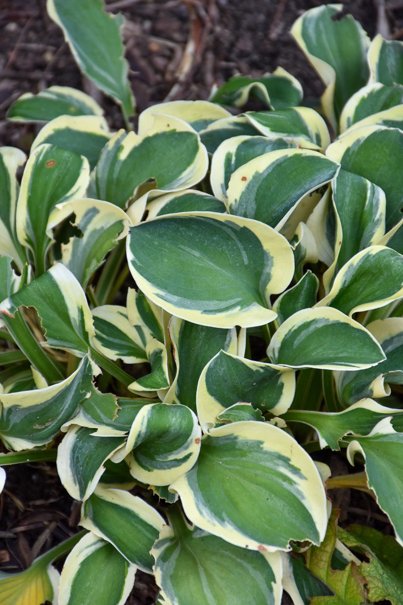 Hosta, Mighty Mouse