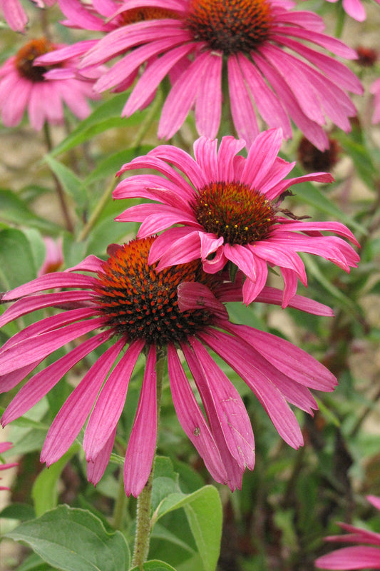 Coneflower, Ruby Star