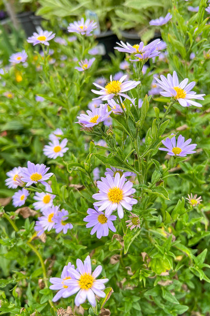 Kalimeris, Blue Star