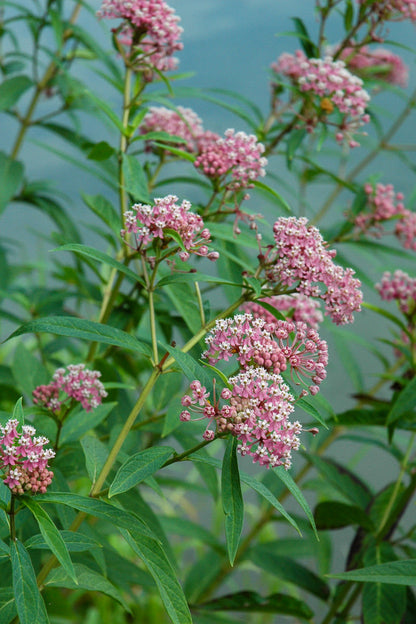 Milkweed, Swamp