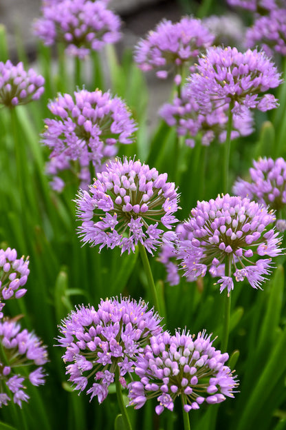 Allium, Summer Beauty