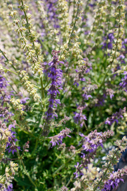 Salvia, Feathers Peacock