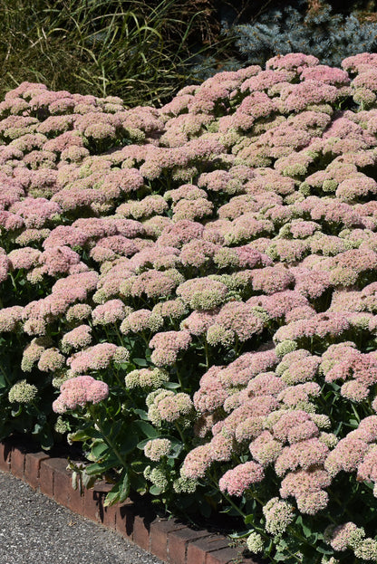 Sedum, Autumn Joy