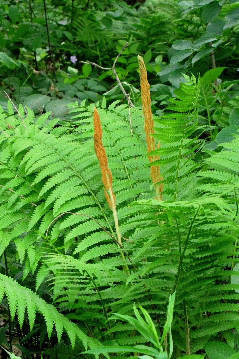 Fern, Cinnamon