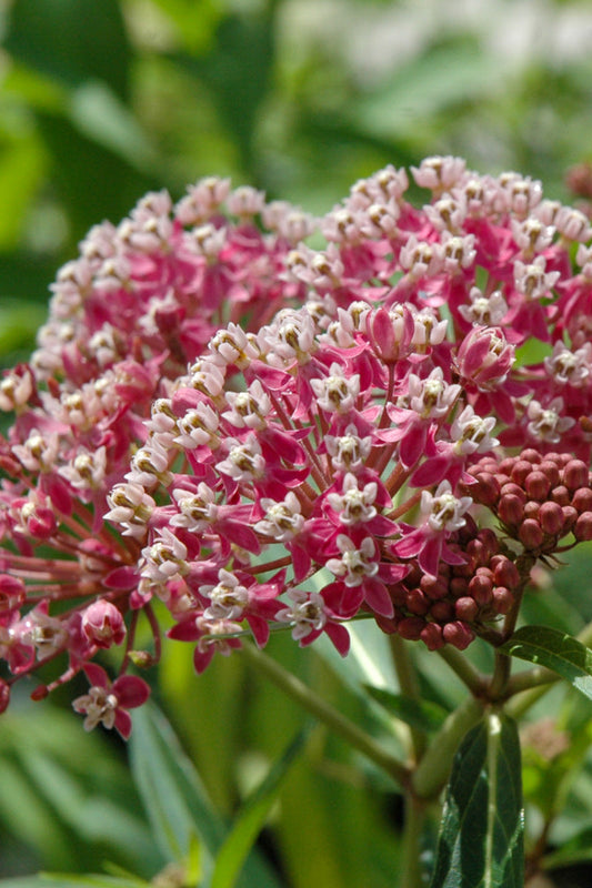 Milkweed, Swamp Cinderella
