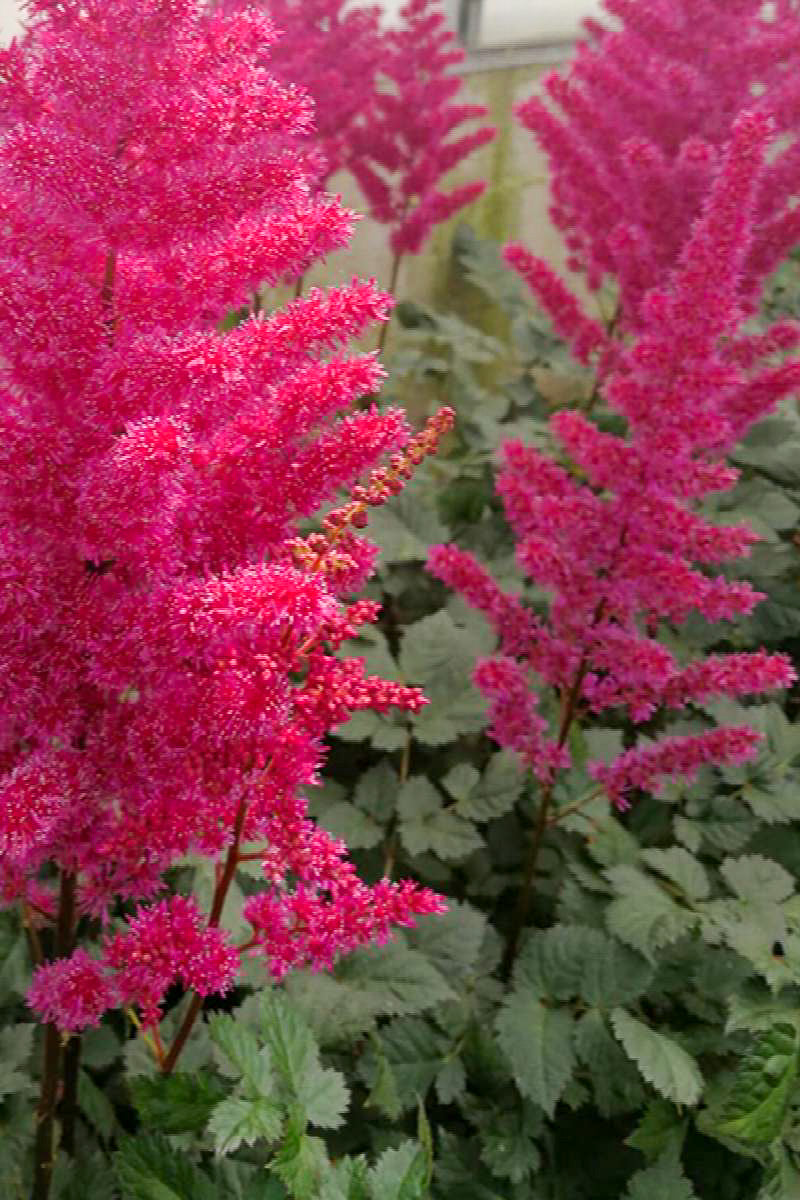 Astilbe, Visions Volcano