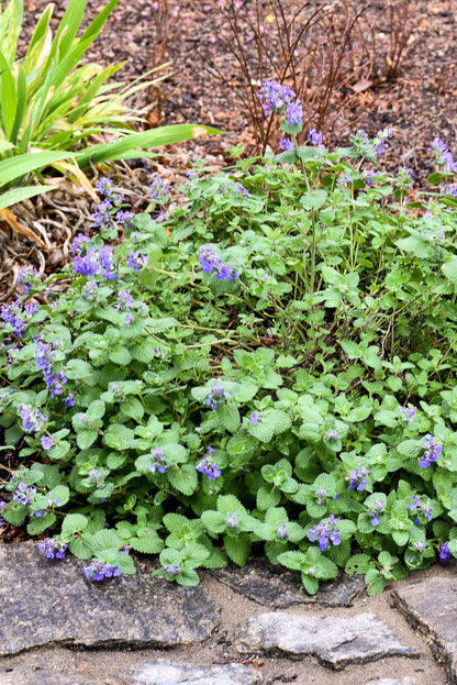 Catmint, Early Bird