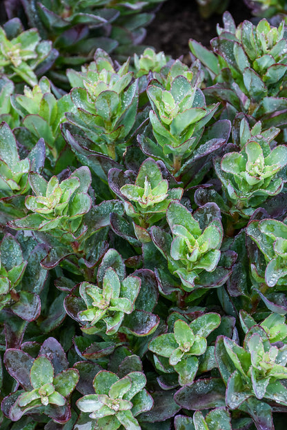 Sedum, Conga Line