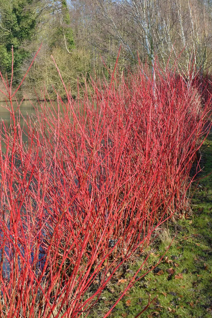 Dogwood, Redtwig Cardinal