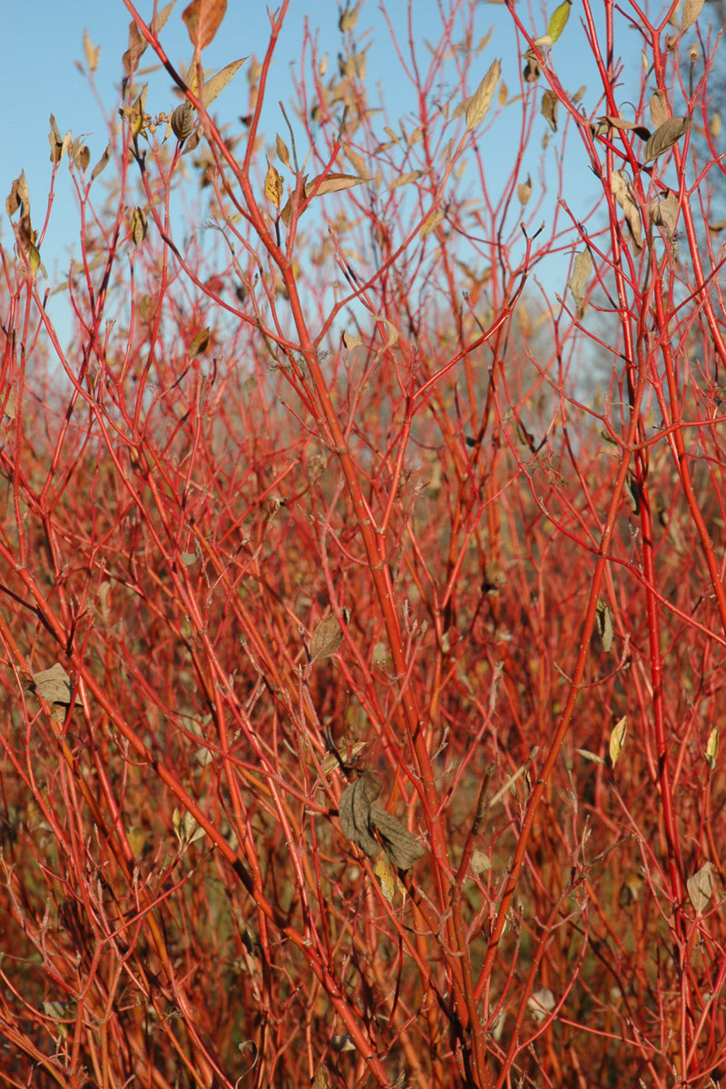 Dogwood, Redtwig Cardinal