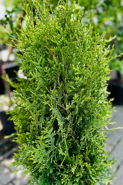 Arborvitae, Private Jet