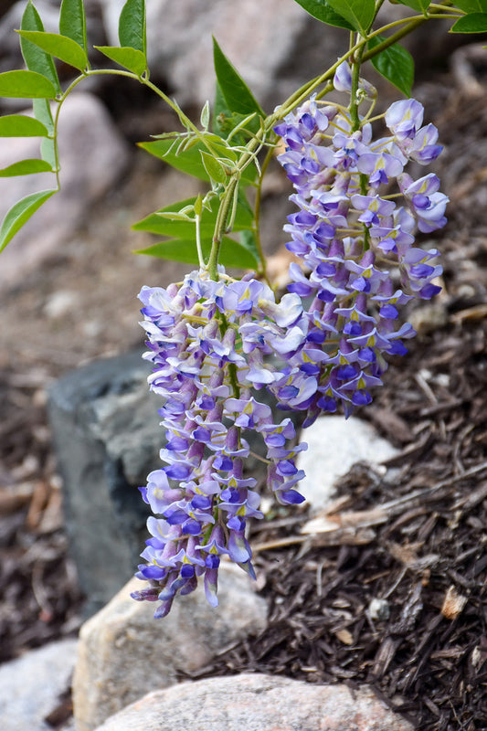 Vine, Kentucky Wisteria Blue Moon