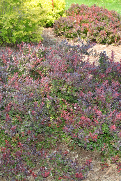 Barberry, Sunjoy Todo