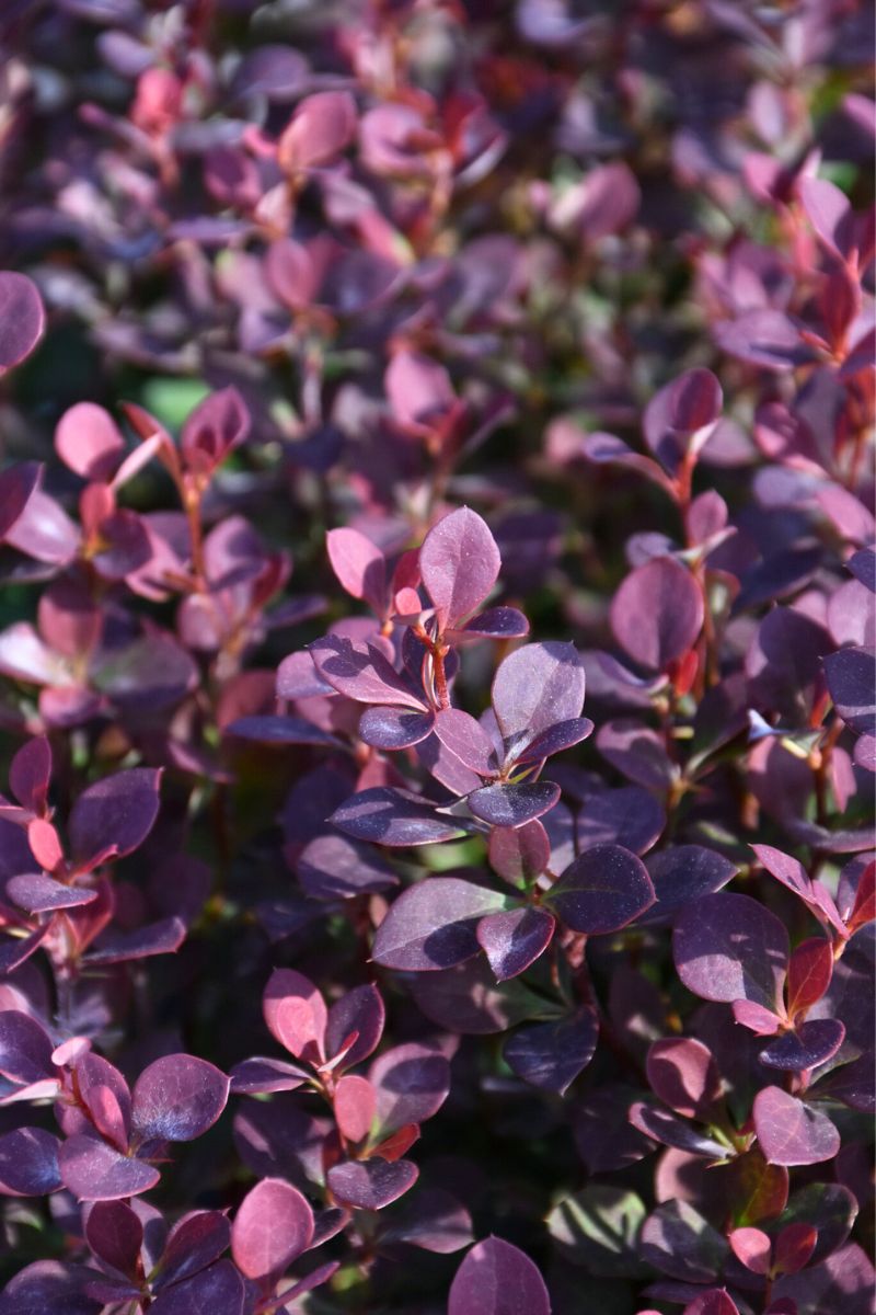 Barberry, Sunjoy Todo