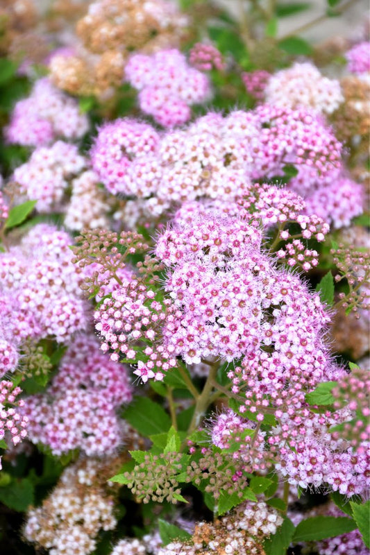 Spirea, Little Princess