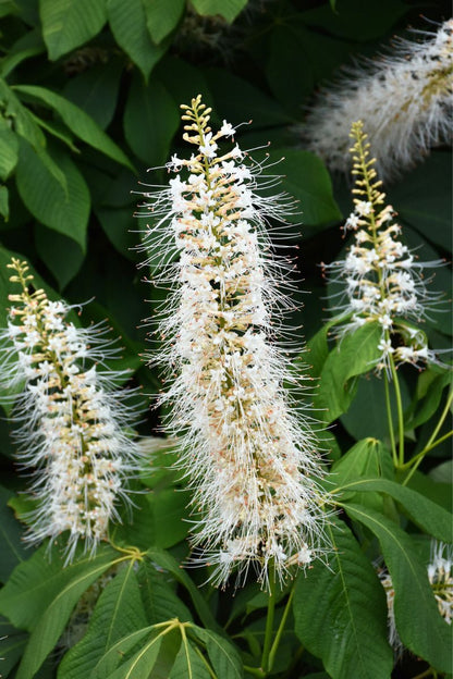 Buckeye, Bottlebrush