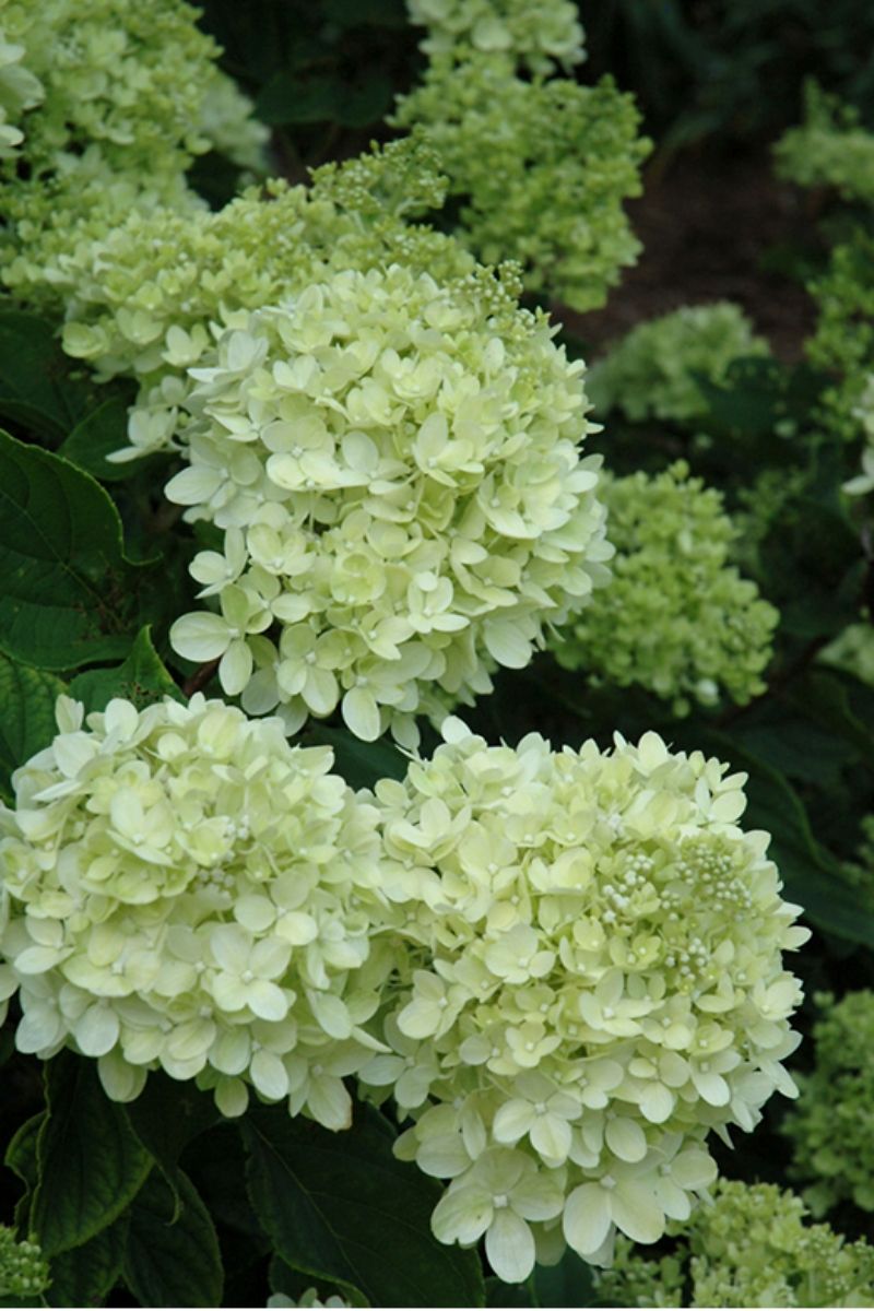 Hydrangea, Paniculata Little Lime