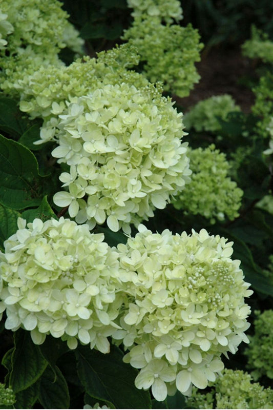 Hydrangea, Paniculata Little Lime