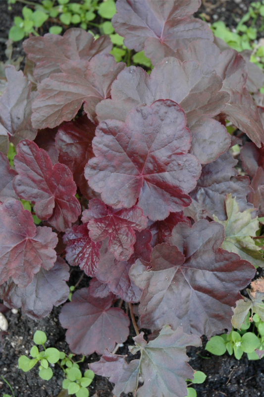 Coral Bells, Obsidian