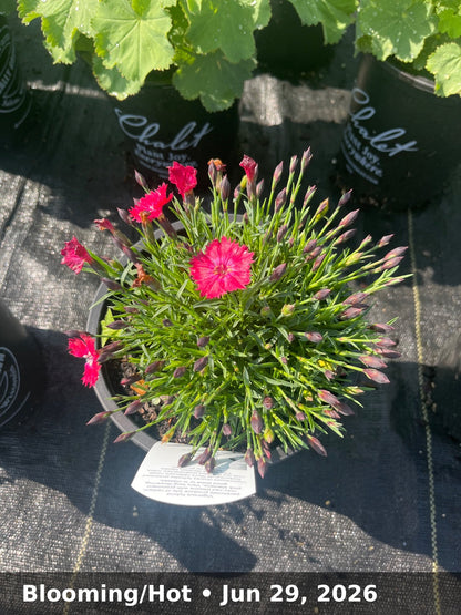 Blooming/Hot — Jun 29, 2026