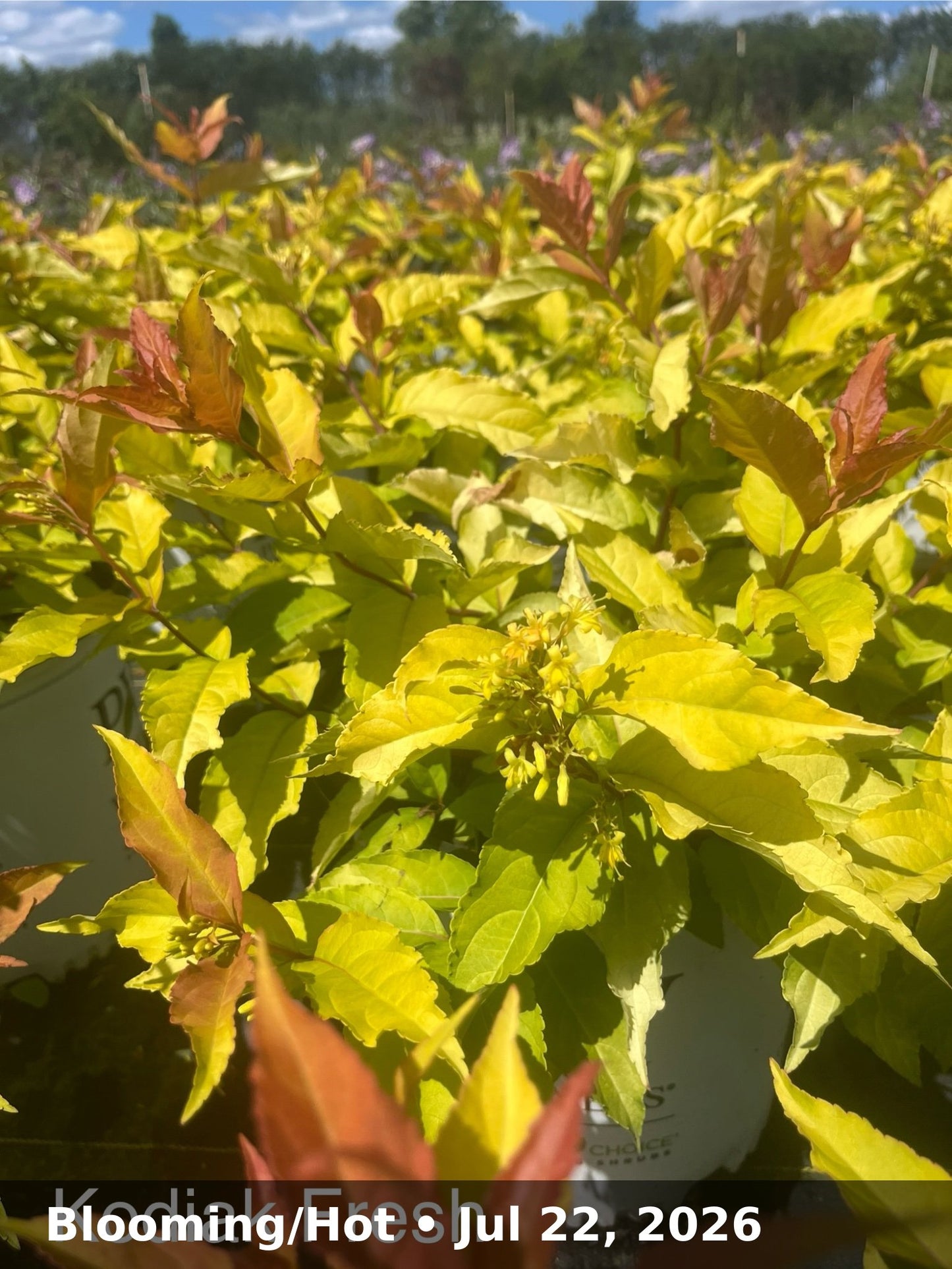 Blooming/Hot — Jul 22, 2026