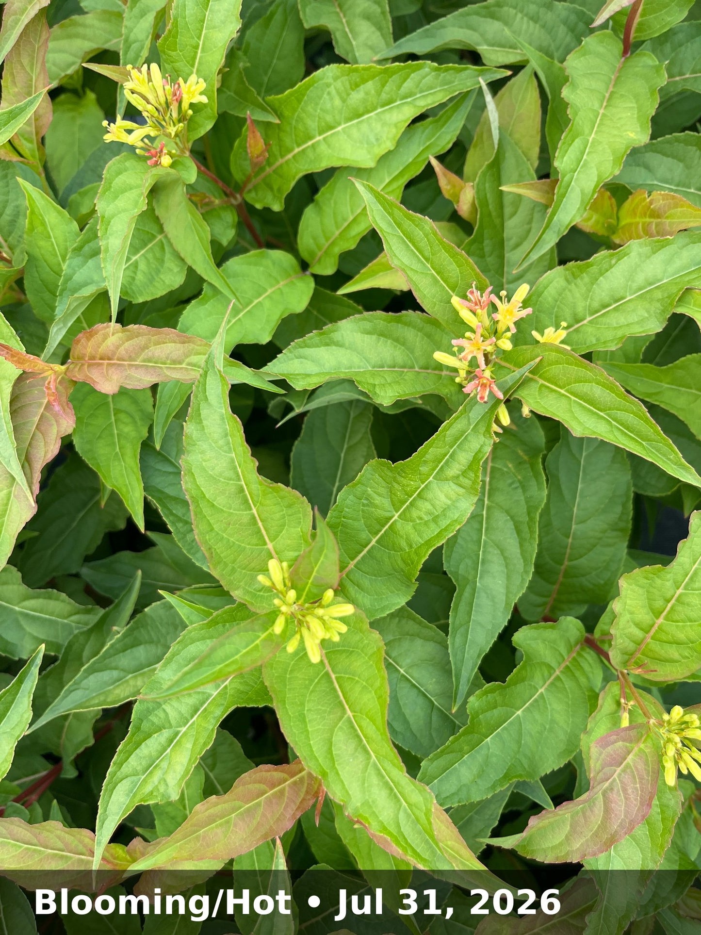 Blooming/Hot — Jul 31, 2026