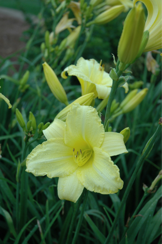 Daylily, Happy Returns