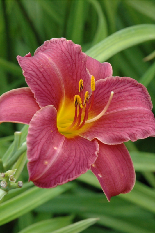 Daylily, Little Wine Cup