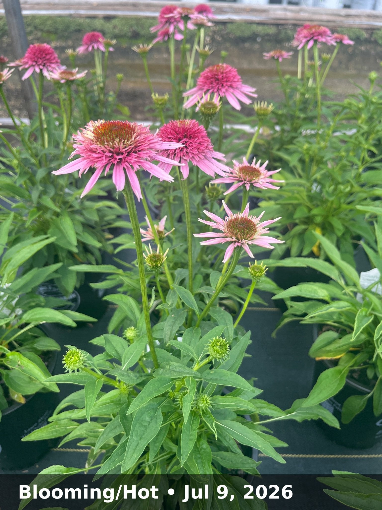 Blooming/Hot — Jul 9, 2026