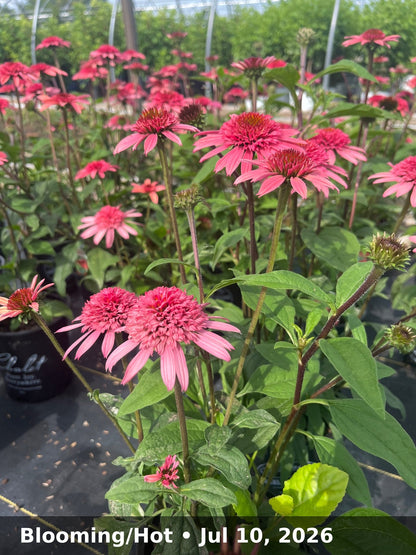 Blooming/Hot — Jul 10, 2026