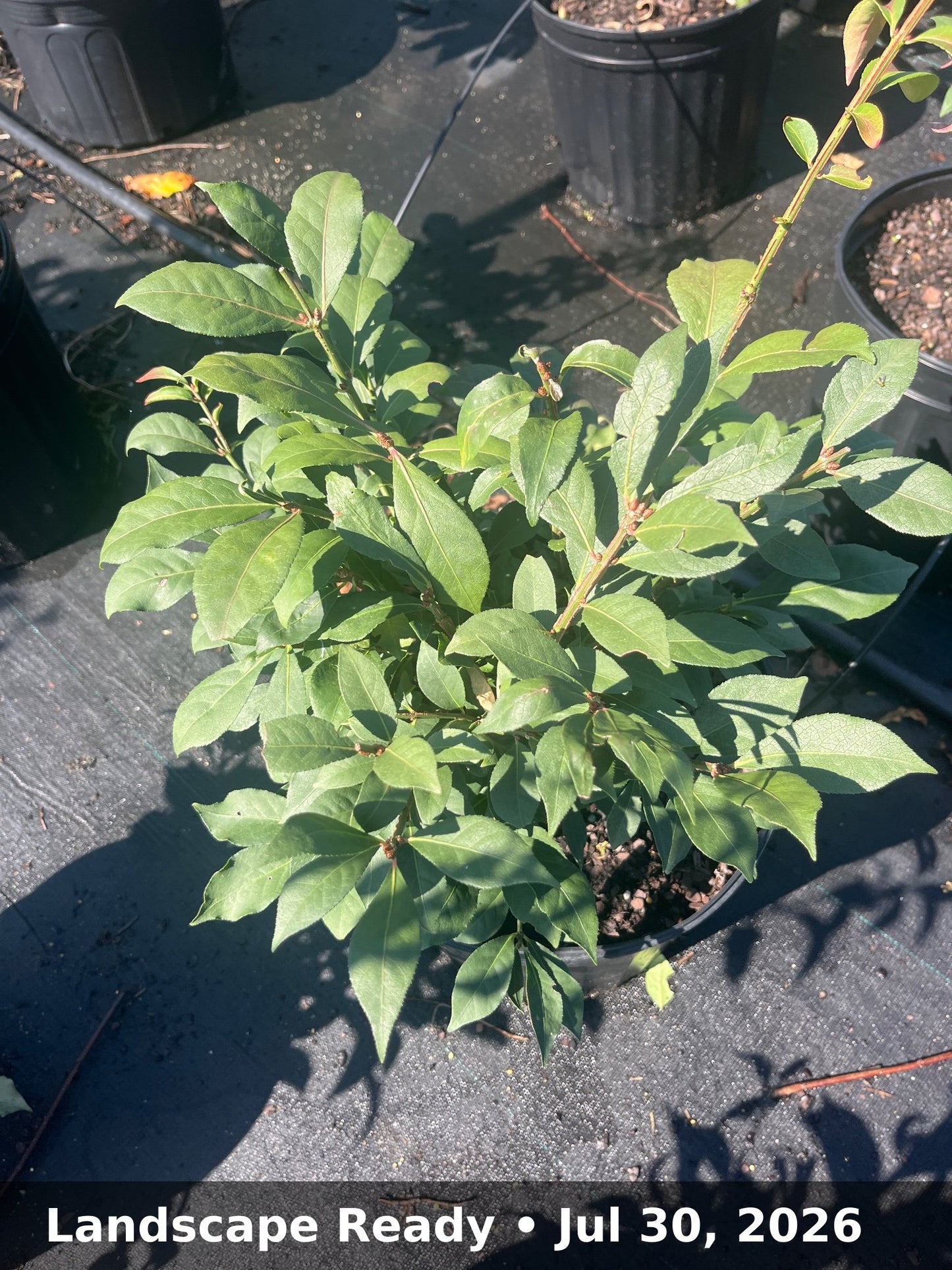 Landscape Ready — Jul 30, 2026