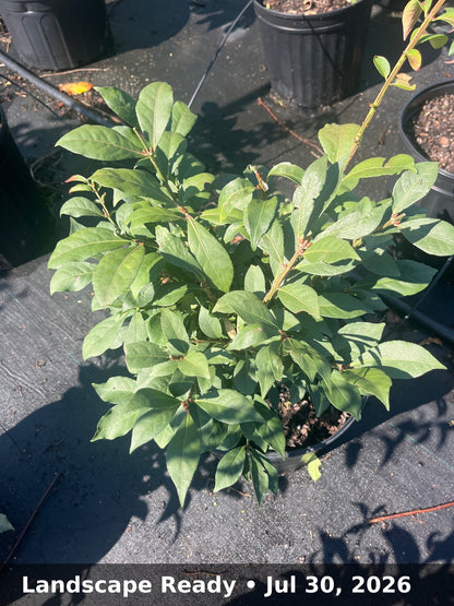 Landscape Ready — Jul 30, 2026