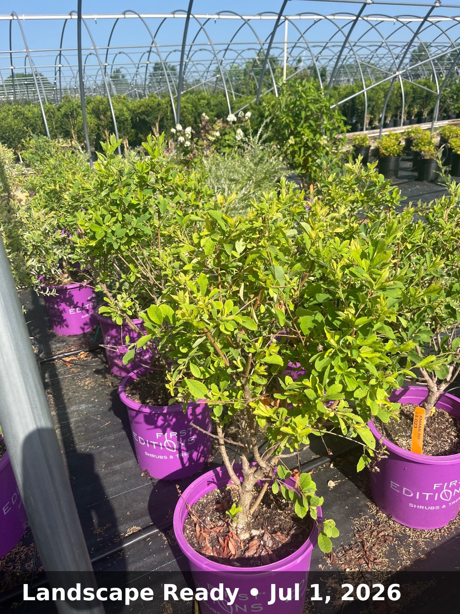 Landscape Ready — Jul 1, 2026