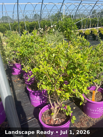 Landscape Ready — Jul 1, 2026