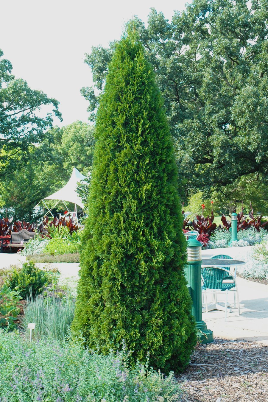 Arborvitae, Emerald Green