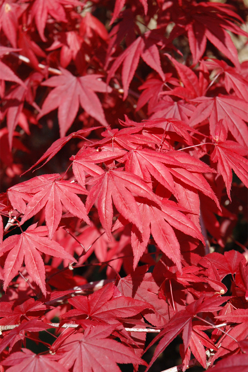Maple, Japanese Emperor