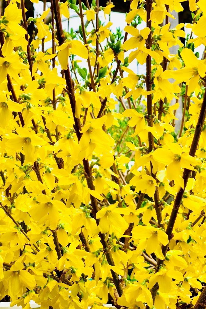 Forsythia, Show Off