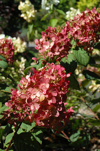 Hydrangea, Paniculata Fire Light