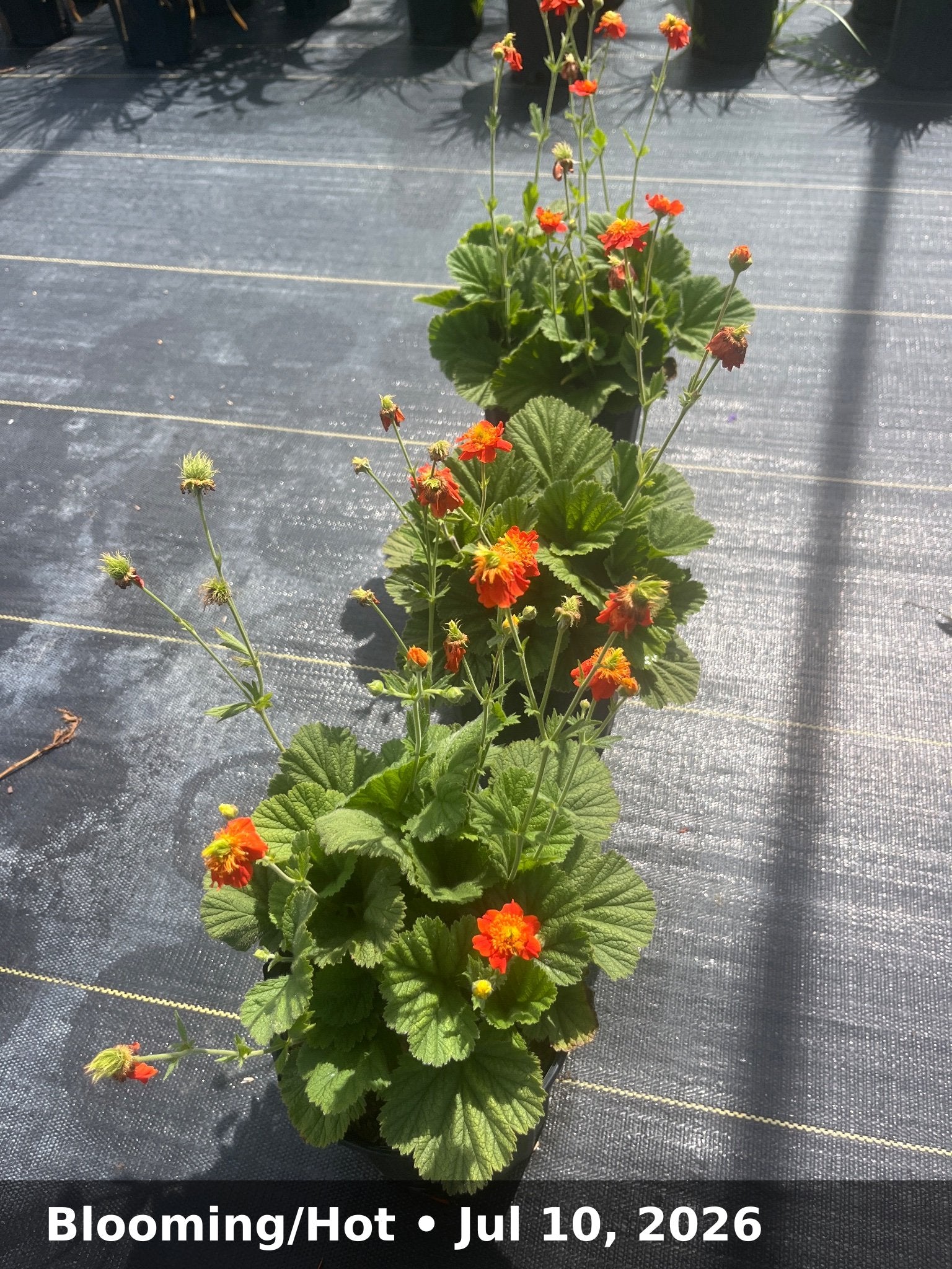 Blooming/Hot — Jul 10, 2026