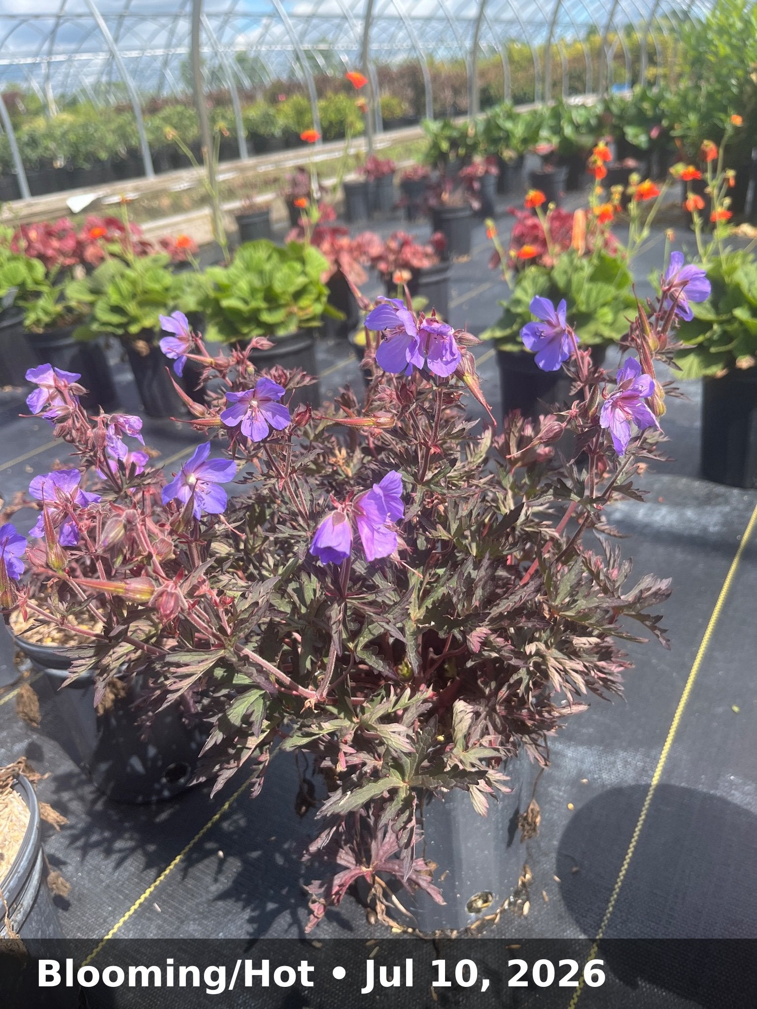 Blooming/Hot — Jul 10, 2026