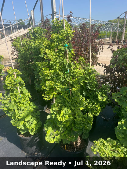 Landscape Ready — Jul 1, 2026