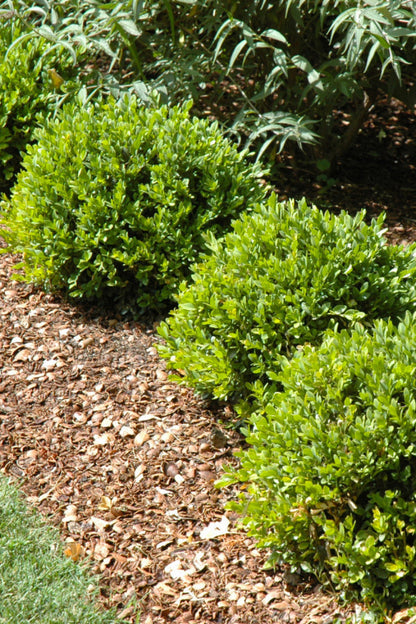 Boxwood, Green Velvet