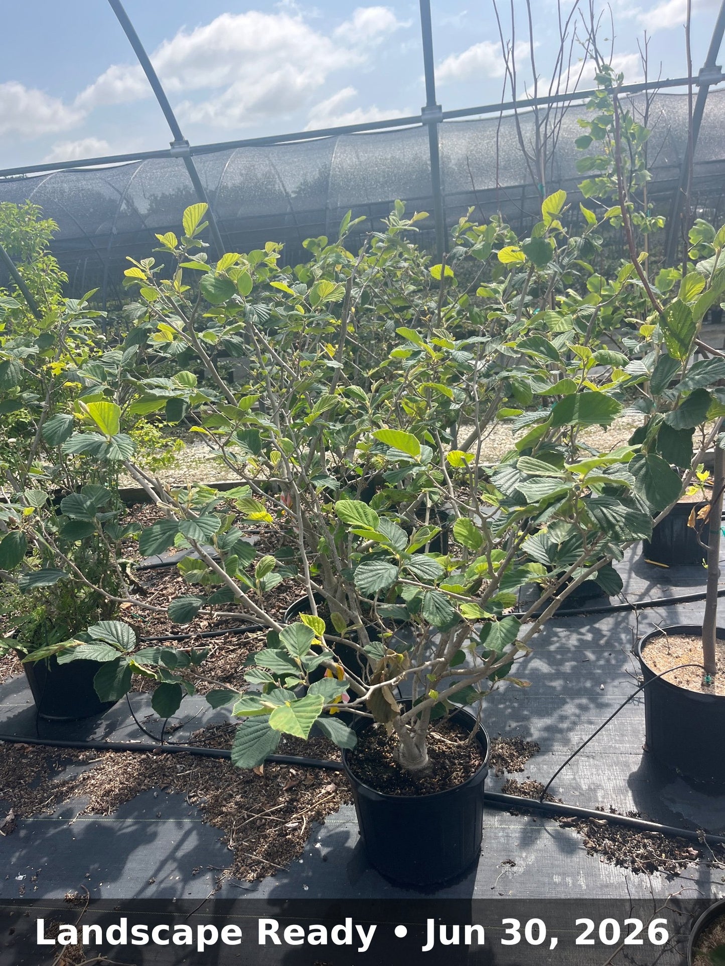 Landscape Ready — Jun 30, 2026