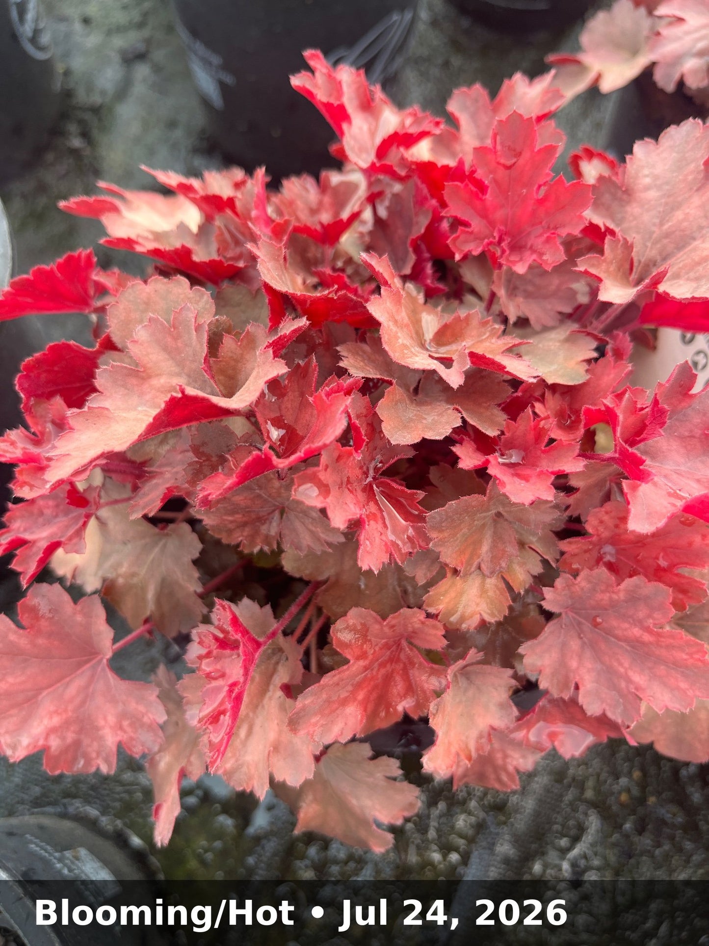 Blooming/Hot — Jul 24, 2026
